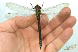 Attēlu rezultāti vaicājumam “Aeshna juncea male”