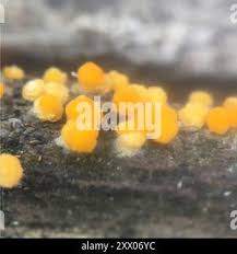 Attēlu rezultāti vaicājumam “Bactridium flavum”