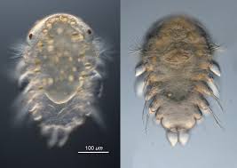 Attēlu rezultāti vaicājumam “Gynaephora selenitica larva”