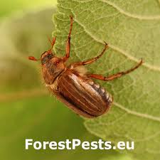 Attēlu rezultāti vaicājumam “Amphimallon solstitiale imago”