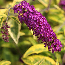 Image result for Buddleja davidii