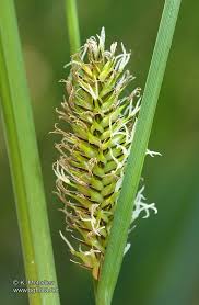 Attēlu rezultāti vaicājumam “Carex vesicaria”