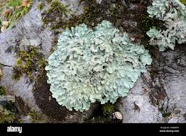 Attēlu rezultāti vaicājumam “Parmelina tiliacea”