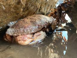 Image result for Cancer borealis