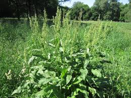 Attēlu rezultāti vaicājumam “Rumex confertus”