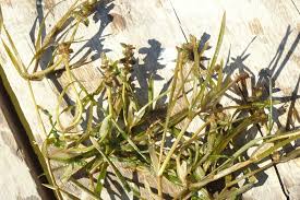 Attēlu rezultāti vaicājumam “Potamogeton compressus”