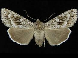 Attēlu rezultāti vaicājumam “Eurois occulta”