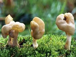 Attēlu rezultāti vaicājumam “Helvella elastica”