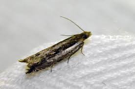 Attēlu rezultāti vaicājumam “Ancylis apicella”