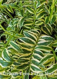 Attēlu rezultāti vaicājumam “Polemonium caeruleum fruit”