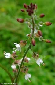 Attēlu rezultāti vaicājumam “Circaea lutetiana”