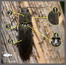 Attēlu rezultāti vaicājumam “Melanotus sp.”