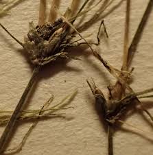 Attēlu rezultāti vaicājumam “Najas tenuissima”