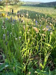 Attēlu rezultāti vaicājumam “Plantago lanceolata bud”