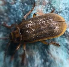 Attēlu rezultāti vaicājumam “Galerucella nymphaeae”