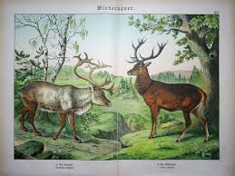 Attēlu rezultāti vaicājumam “Cervus elaphus”