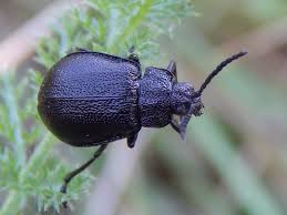 Attēlu rezultāti vaicājumam “Galeruca tanaceti”