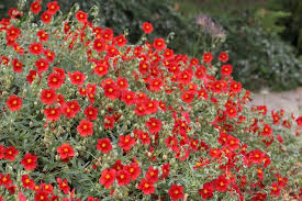 Attēlu rezultāti vaicājumam “Helianthemum x hybridum”