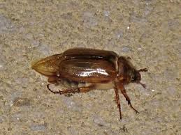 Attēlu rezultāti vaicājumam “Amphimallon solstitiale imago”