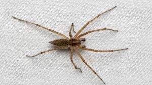 Attēlu rezultāti vaicājumam “Agelenidae”