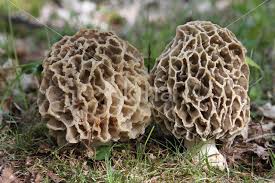 Attēlu rezultāti vaicājumam “Morchella esculenta”