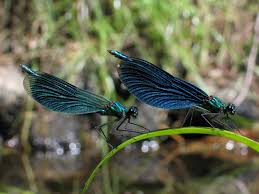 Attēlu rezultāti vaicājumam “Calopteryx virgo”