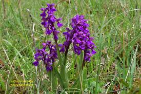 Attēlu rezultāti vaicājumam “Orchis morio”