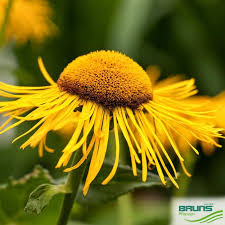 Attēlu rezultāti vaicājumam “Telekia speciosa”