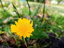 Attēlu rezultāti vaicājumam “Leontodon hispidus leaf”