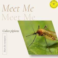 Attēlu rezultāti vaicājumam “Culex pipiens”