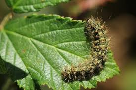 Attēlu rezultāti vaicājumam “Atolmis rubricollis”