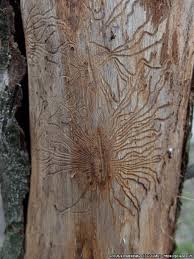 Attēlu rezultāti vaicājumam “Scolytus scolytus, Scolytus multistriatus”