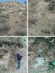 Attēlu rezultāti vaicājumam “Sanionia uncinata  sporophyte”