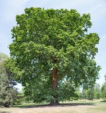 Attēlu rezultāti vaicājumam “Quercus robur”