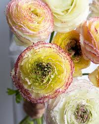 Attēlu rezultāti vaicājumam “Ranunculus elatior flower”