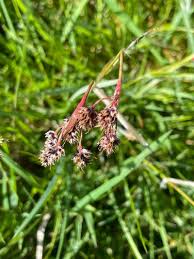 Attēlu rezultāti vaicājumam “Luzula campestris”