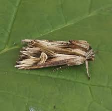 Attēlu rezultāti vaicājumam “Actinotia polyodon”