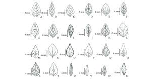 Attēlu rezultāti vaicājumam “Clinopodium vulgare leaf”