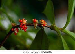 Attēlu rezultāti vaicājumam “Lonicera ferdinandii”