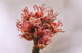 Attēlu rezultāti vaicājumam “Acer saccharinum flower”