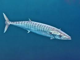 Image result for Acanthocybium solandri