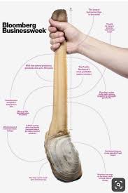 Image result for geoduck