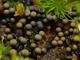 Attēlu rezultāti vaicājumam “Lamproderma arcyrioides macro”