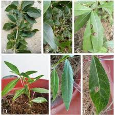 Attēlu rezultāti vaicājumam “Populus laurifolia”