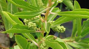 Attēlu rezultāti vaicājumam “Bilimbia tetramera”