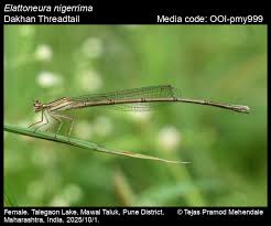 Attēlu rezultāti vaicājumam “Dienerella elongata”