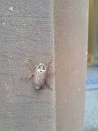 Attēlu rezultāti vaicājumam “Lochmaea caprea”