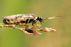 Attēlu rezultāti vaicājumam “Pamphiliidae”