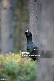 Attēlu rezultāti vaicājumam “Tetrao urogallus male”