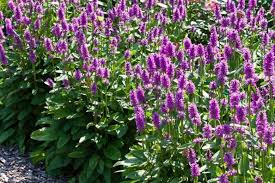 Attēlu rezultāti vaicājumam “Stachys officinalis bud”